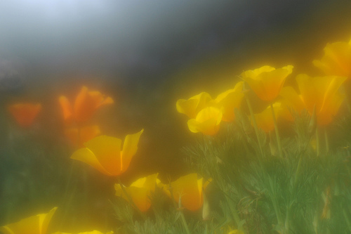 A good place to be a bee (by johnnyoptic)