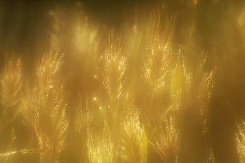 Good Morning Sunshine