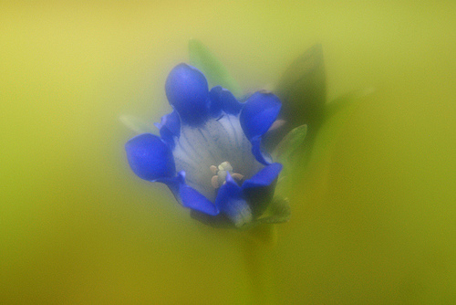 as thick as pea soup