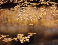 Jack Dykinga | Calf Creek Reflections 