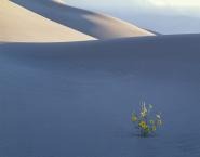 Jack Dykinga | Sunflower Kissed by Sun 