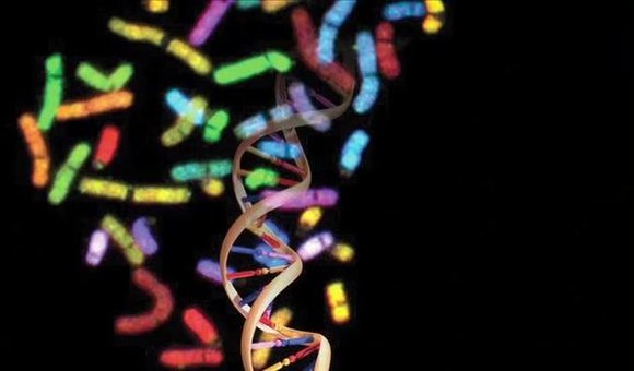 Preview thumbnail for video'The Human Genome: Unlocking Life's Code