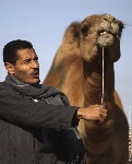 Thousands Of Camels Are Sold At Birqash Camel Market