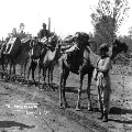 Camel train circa 1900's