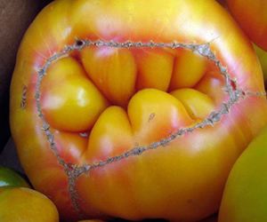 Strange Fruit Burns Fat Like a Furnace