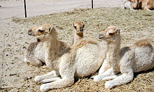 Camels sitting in hay