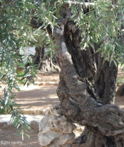 Photograph by Phil Harding