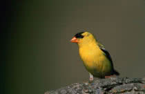 smallest and cutest birds