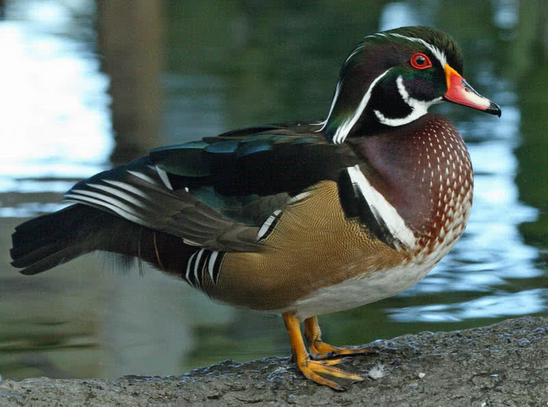 wood duck