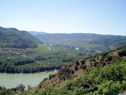 View to the Danube in the Wachau With Teraced Vineyards