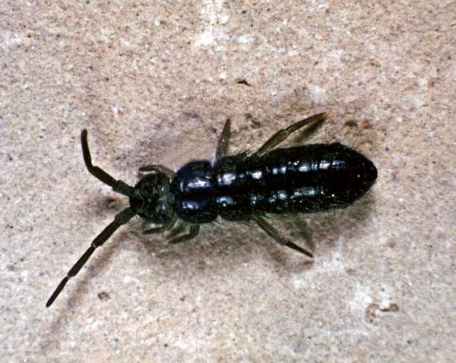 Springtail