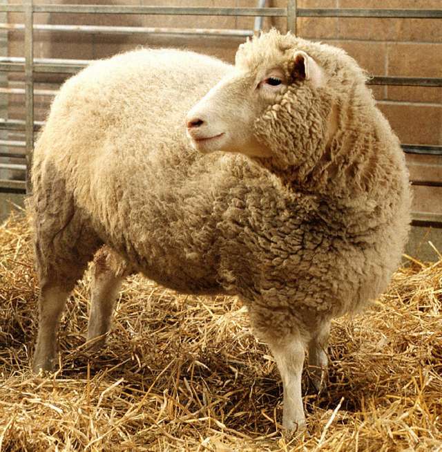 Dolly the sheep, the first clone of an adult mammal, at the Roslin Institute, near Edinburgh.