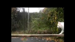 Does Miguel Cabrera Need a Valtrex Prescription?