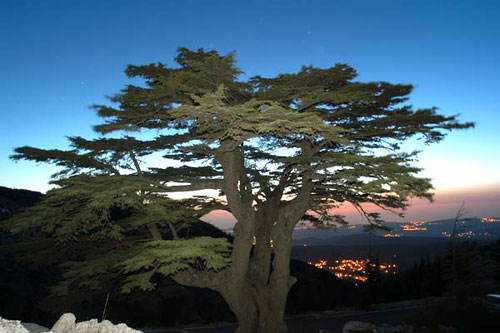 Cedars of Lebanon