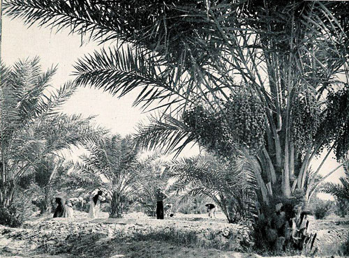Date Grove in Saudi Arabia