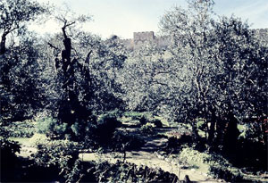 Garden of Gethsemane